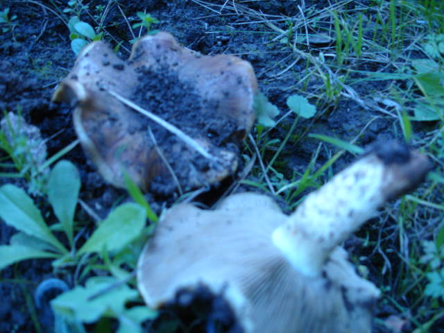 Cortinarius sp da accertare
